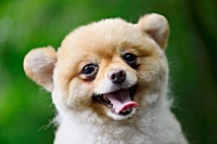 小狗肛门红肿是为什么啊？