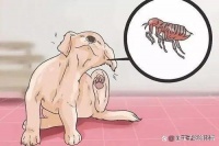 狗狗得了耳螨怎么办？教你如何预防+治疗