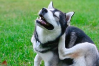 狗狗得了耳螨怎么解决