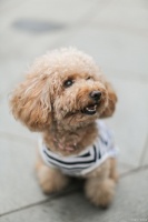 养泰迪久了才明白，泰迪牙齿都坏了太臭了怎么办？过来人教你解决