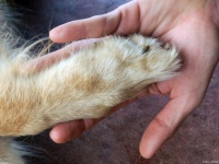 狗狗指沟炎怎么引起的，又该怎么治疗和预防？