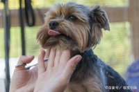 狗狗指甲长短不一，可能为疾病前兆，潜在疾病主人须知道