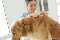 关于那些宠物猫狗的皮肤疾病—趾间囊肿您了解多少，预防及治疗等