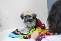 如何选一家靠谱的宠物医院？专家：主要看口碑！