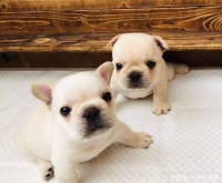 法国斗牛犬价格多少？饲养成本有可能超出你的预算