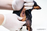 狗狗的隐秘之痛：肛门腺问题揭秘！放任不管，两大风险在靠近！