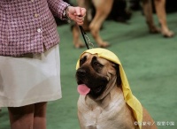 狗狗肛门腺发炎有什么症状以及如何治疗？看完大家就清楚了！