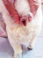 狗狗肛门腺发炎有什么症状？应该怎么处理？