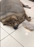 这些导致狗狗“肥胖”的原因，宠主一定要知道