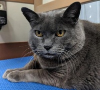 主人过于溺爱，蓝猫胖成猪，带去强制减肥，它还一脸的敷衍了事