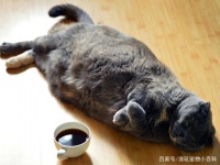 近6成猫狗过胖当心肥胖疾病！教你四招轻松瘦下来！