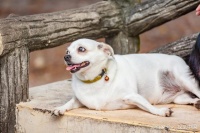 肥胖会缩短狗狗的寿命，所以想让狗狗活的更久！应该了解这些