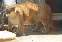 动物园的一只狮子，引起了游客的质疑：这是奶奶带大的吗？