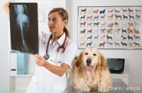 常见宠物狗的先天性缺陷，泰迪，金毛，拉布拉多，哈士奇在列