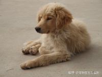 狗狗肝衰竭是什么引起的？症状有哪些？治愈率高吗？