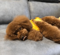 狗狗肝不好的症状有哪些？如果治疗预防是关键！