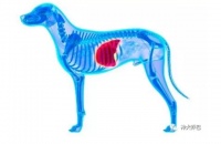 它爪：狗狗肝病预防及护理