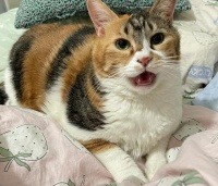 加菲猫得了脂肪肝，出现黄疸、抽搐，该如何有效应对并帮助康复？