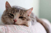 猫咪易患的五大疾病！各位养猫达人要注意了！