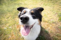 如何通过互动培养狗的良好行为习惯？