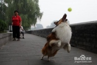 怎样与家里宠物狗互动玩耍增进感情