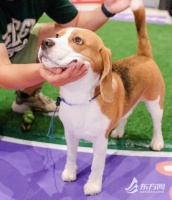 沪西多了个一站式萌宠乐园，助力打造宠物友好型都市