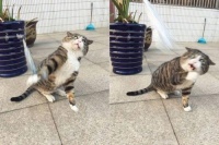 Felik智能宠物玩具：用很自然的方式与宠物互动