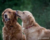 三只狗狗是怎样配上的