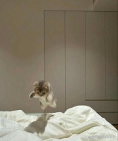 根据猫咪性格匹配最合适的犬友