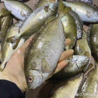 养宠小知识丨狗狗交配注意事项❗❗❗