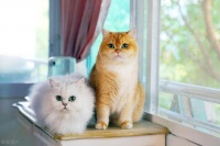 适合养猫咪和狗的16种宠物品种，你知道吗？