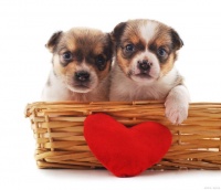 狗狗发情时，如何确定另一只狗狗适合自己？寻找完美伴侣