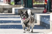 主人与宠物狗可能具有相似性格