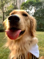 全国宠物交流群，猫猫狗狗都可以进哦，欢迎大家【宠物群吧】