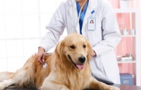 宠物经济时代，共享宠物经济之路能走多远