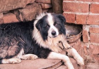 共享宠物是否可行？