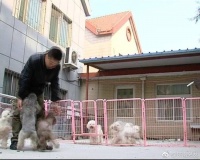 济南现共享宠物狗！不想养了就退