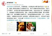 武汉一宠物店推出共享宠物 遭质疑后店主暂停原计划