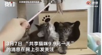 花9.9元就能养一天猫？成都一宠物店推出“共享猫咪”服务，引网友争议