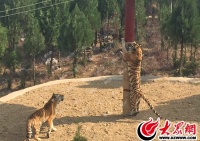 济南现共享宠物狗，养一天30元每周返店体检