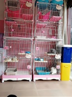 宠物托管服务：专业、安全、舒适的创业新选择！