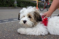 带狗狗去旅行，你需要知道这些