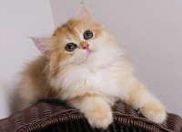 国庆出行如何安置宠物？猫咪7天“独居指南”请查收！