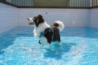 当我决定不再对狗子“鸡娃”后