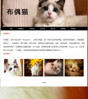 制作一个简单HTML宠物猫网页（HTML+CSS）