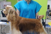 【宠物家加盟】