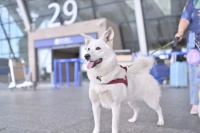 勃林格殷格翰助力国内首个携宠包机出境游