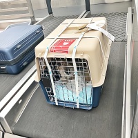 全国连锁宠物托运公司，有五个宠物托运公司推荐