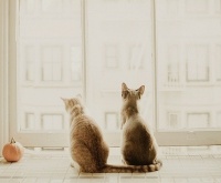 关于假期外出家中猫咪无人照顾的建议！