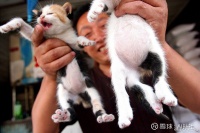 波奇网，宠物行业应走向高品质之路 宠物已成为现代社会中不可或缺的家庭成员，越来越多的人热爱宠物，宠物行业也随之迅速发展。中国作为世界人口最多的国家之一，宠...